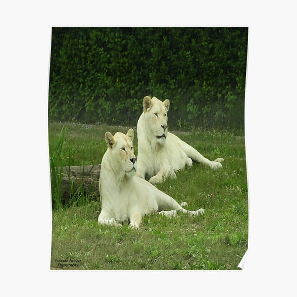 A Pair of White Lions Poster
