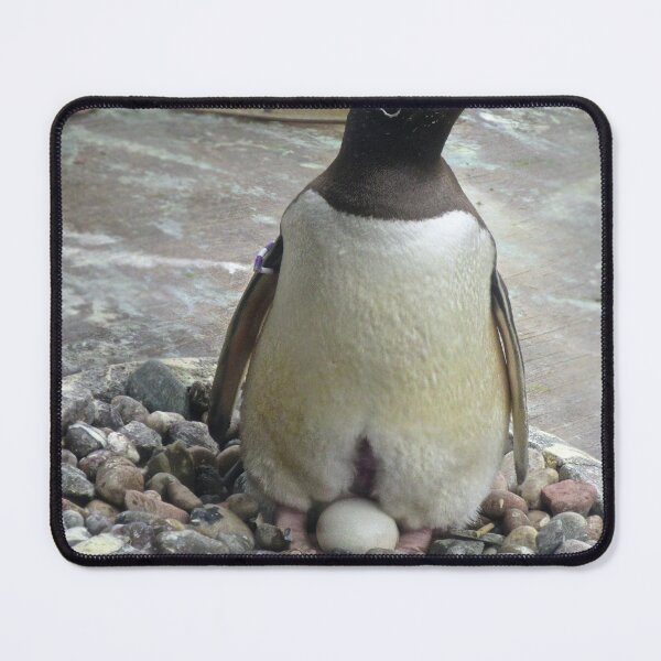Item preview, Penguin on egg designed and sold by ejrphotography.