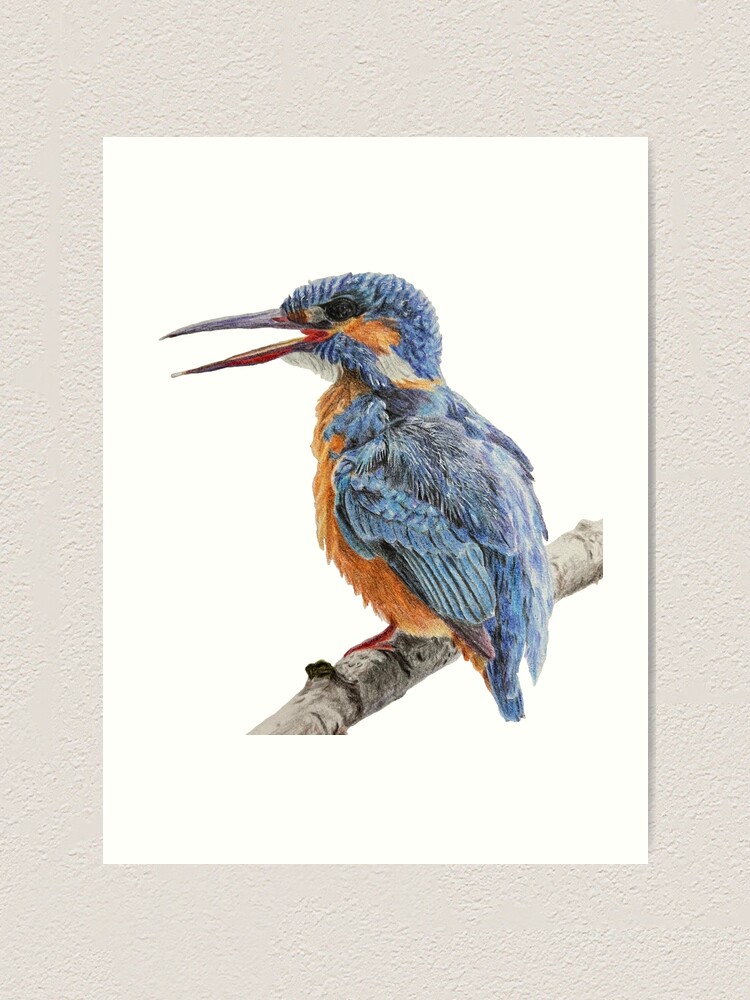 How to draw a kingfisher bird - YouTube