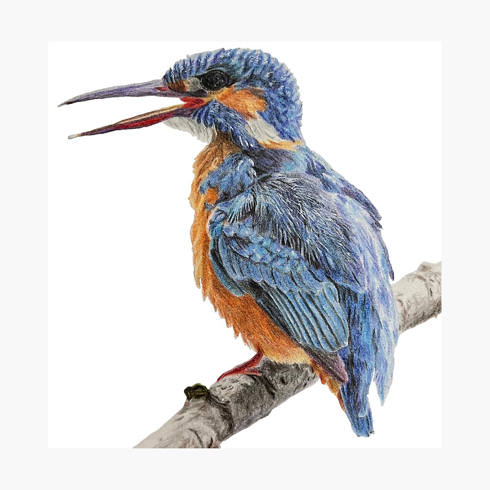 Colorful vector hand drawn illustration of a common kingfisher bird  33240885 Vector Art at Vecteezy