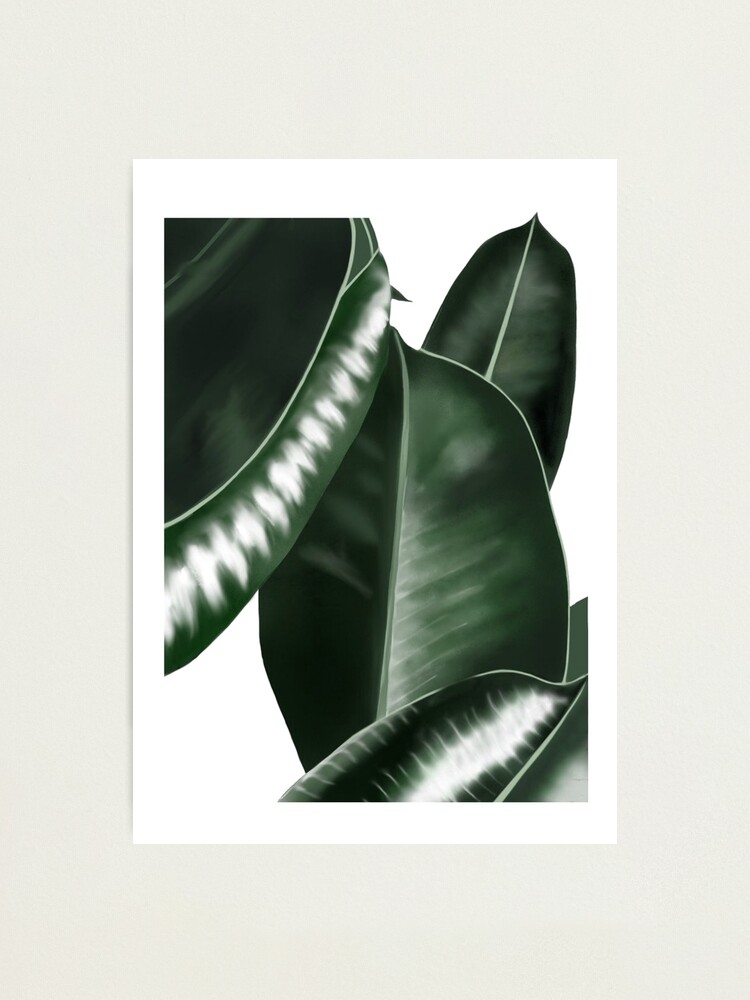Alternative Ansicht von Big leaves - white background Fotodruck