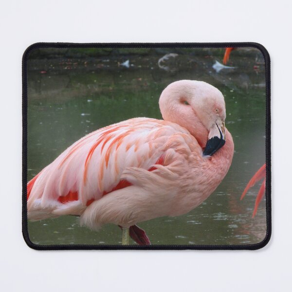 Item preview, Pink Flamingo designed and sold by ejrphotography.