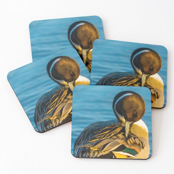 Item preview, Preening Pintail Duck designed and sold by Dalyndigital Photography.