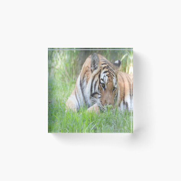 Item preview, The Eyes of the Tiger designed and sold by PhotosBySusanne.