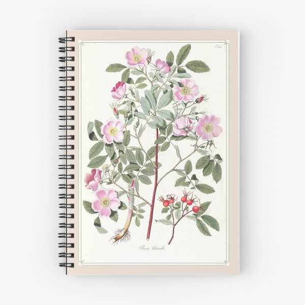 Item preview, Rosa Blanda illustration designed and sold by AlexaandPepi.