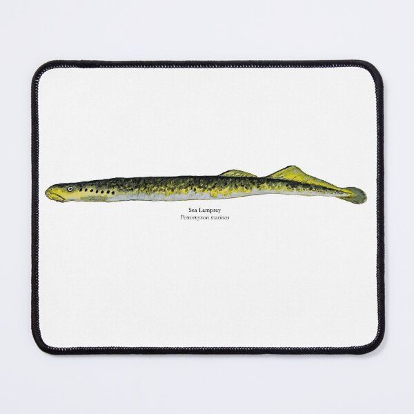 Item preview, Sea Lamprey designed and sold by Stephen Emms.