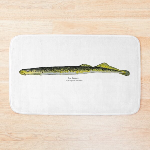 Item preview, Sea Lamprey designed and sold by Stephen Emms.