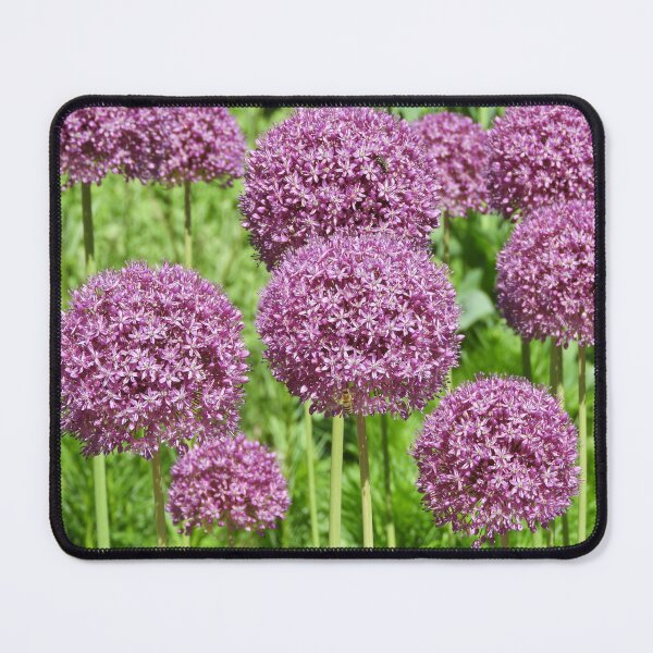 Item preview, Alliums in Bloom designed and sold by PhotosBySusanne.