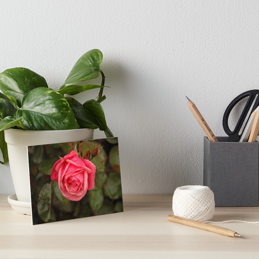 Rose Art Board Print