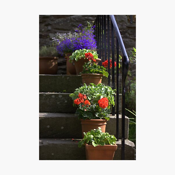 Pot plants and garden steps Photographic Print