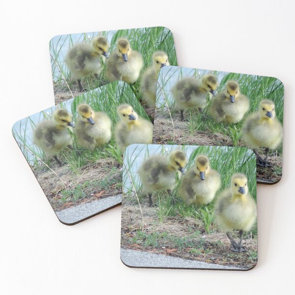 Item preview, Canada Geese Goslings designed and sold by PhotosBySusanne.