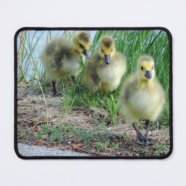 Item preview, Canada Geese Goslings designed and sold by PhotosBySusanne.