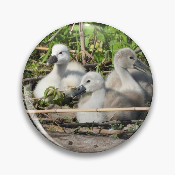 Item preview, Three Mute Swan Cygnets designed and sold by PhotosBySusanne.