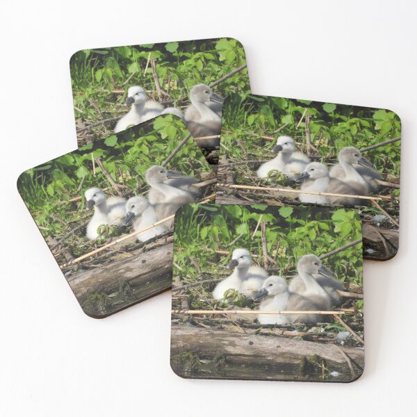 Item preview, Three Mute Swan Cygnets designed and sold by PhotosBySusanne.