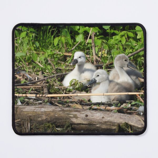 Item preview, Three Mute Swan Cygnets designed and sold by PhotosBySusanne.