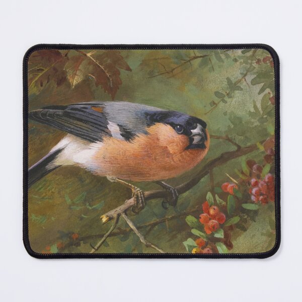 Item preview, Bullfinch, Blackbird | Archibald Thorburn | 1920 Bird Print designed and sold by CJET.