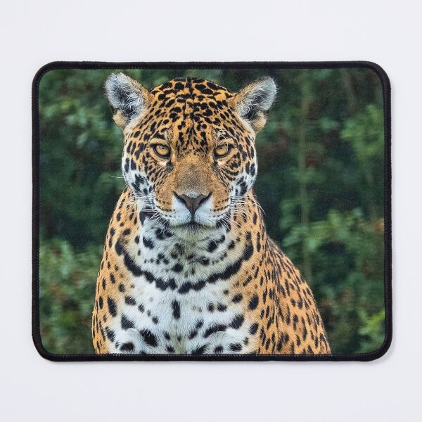 Item preview, Jaguar designed and sold by MorningFive.