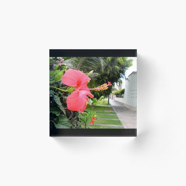 Red Hibiscus Flower in Lima Peru Acrylic Block