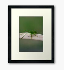 Bug Framed Print
