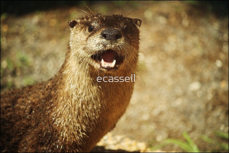 "Surprised Otter" by ecassell | Redbubble