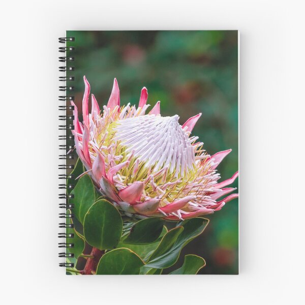 Item preview, Magnificent Flowering King Protea designed and sold by Scotch Macaskill.