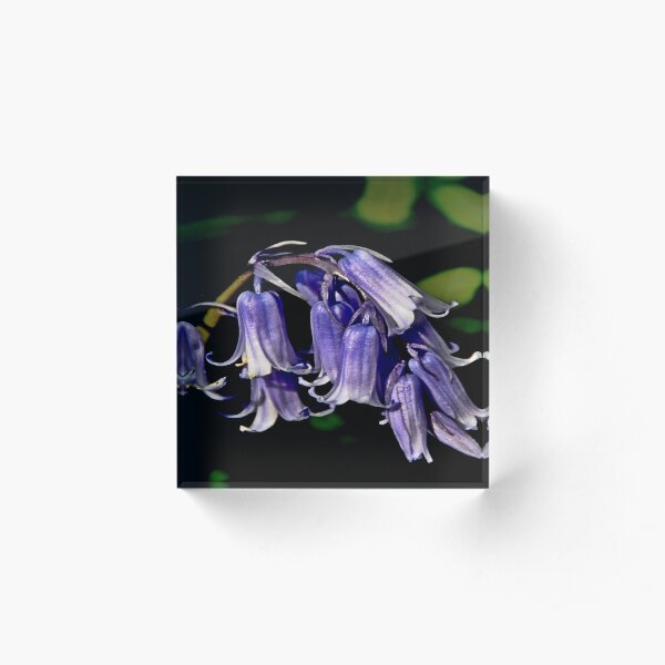 Bluebells Acrylic Block