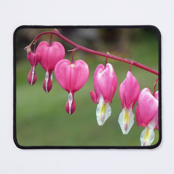 Item preview, bleeding hearts designed and sold by KathleenDawson.