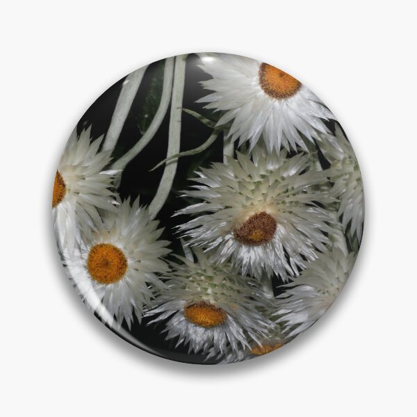 Item preview, Coronidium elatum designed and sold by andrachne.