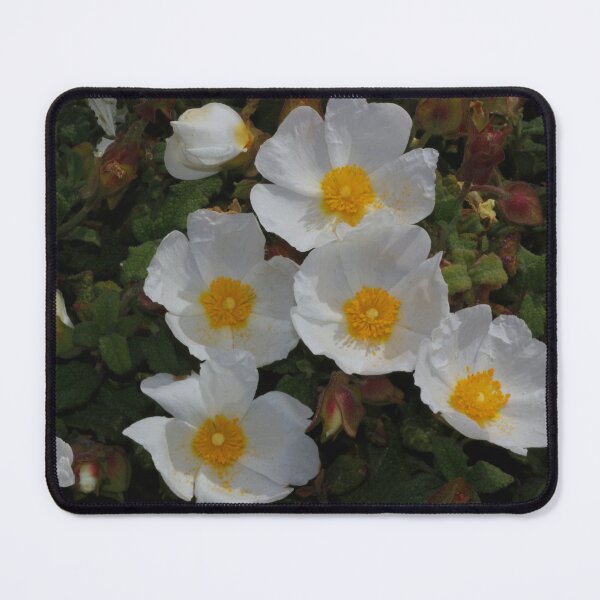 Item preview, Cistus salviifolius designed and sold by andrachne.