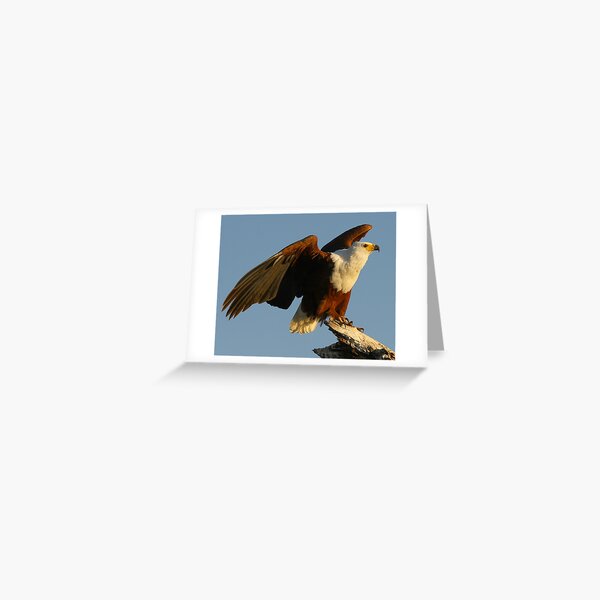 The Launch Greeting Card