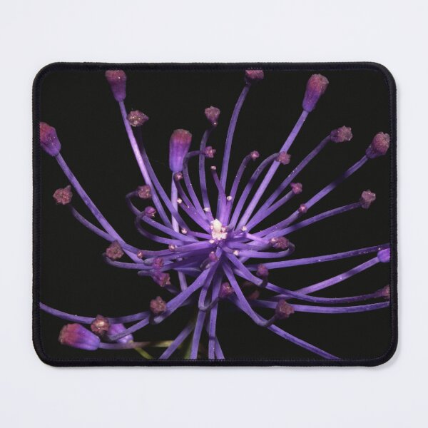 Item preview, Muscari comosum designed and sold by andrachne.