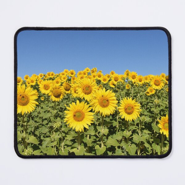 Item preview, Paddock of Sunflowers designed and sold by Rainbow Farm Photography.