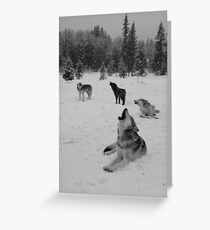 Winter Wolf Pack Greeting Card