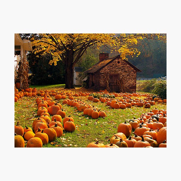 The Pumpkin Farm Photographic Print