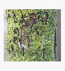 lichen Photographic Print