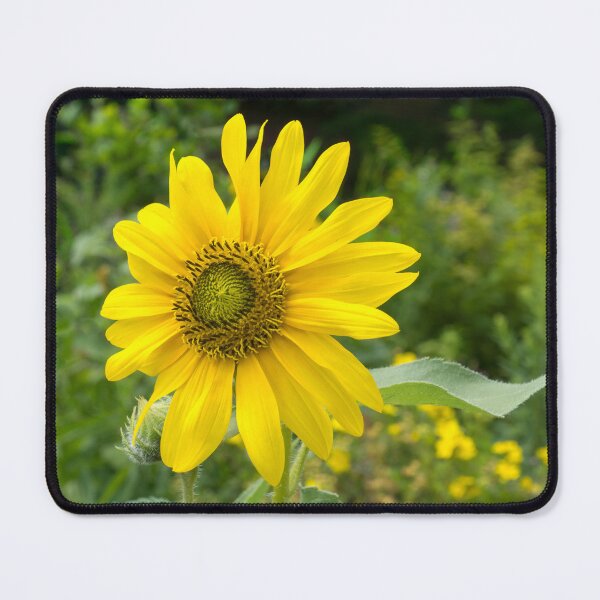 Item preview, Solo Sunflower - the Beautiful National Flower of Ukraine designed and sold by Georgia Mizuleva.