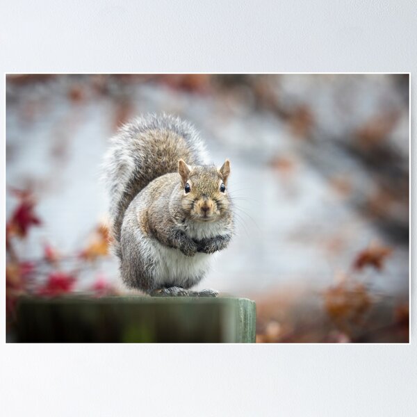 Item preview, Grey Squirrel designed and sold by Lynn Starner.