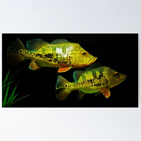 Item preview, Peacock Bass - Cichla monoculus designed and sold by bidkev1.