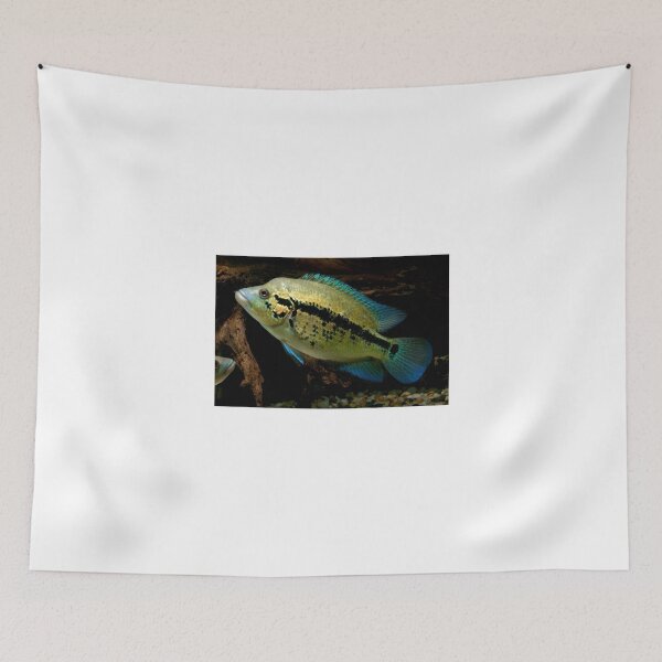 Item preview, Wolf Cichlid - parachromis dovii - female designed and sold by bidkev1.