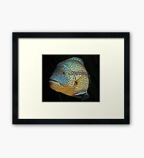 Lámina enmarcada Wolf Cichlid - parachromis dovii - macho