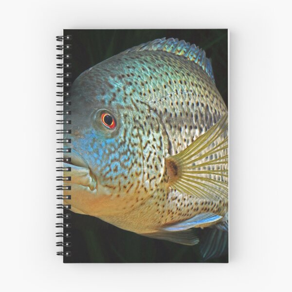 Artikelvorschau, Wolf Cichlid - Parachromis dovii - männlich entworfen und verkauft von bidkev1.