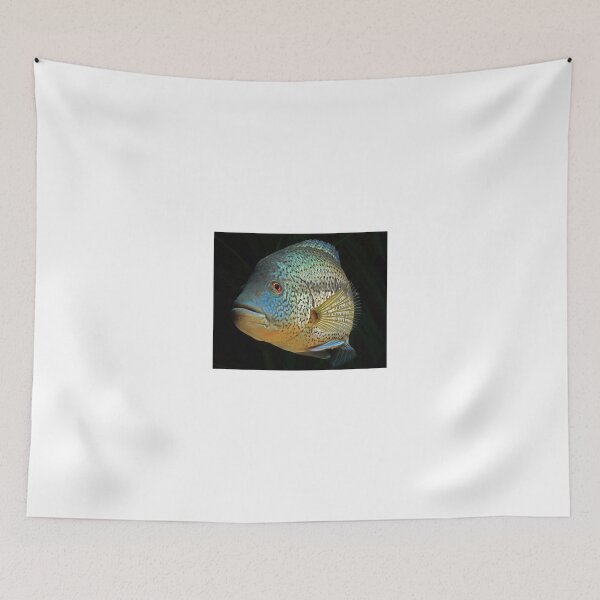 Item preview, Wolf Cichlid - parachromis dovii - male designed and sold by bidkev1.