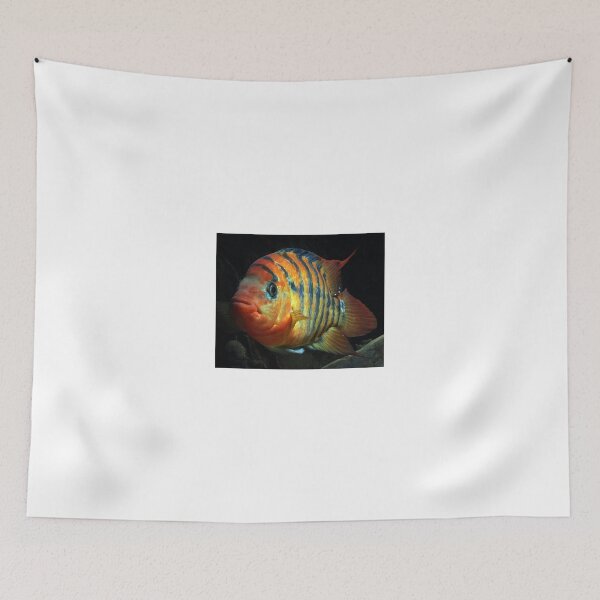 Item preview, Red Terror - Cichlasoma festae - female designed and sold by bidkev1.
