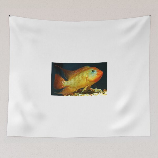 Item preview, Red Terror - Cichlasoma festae - male designed and sold by bidkev1.