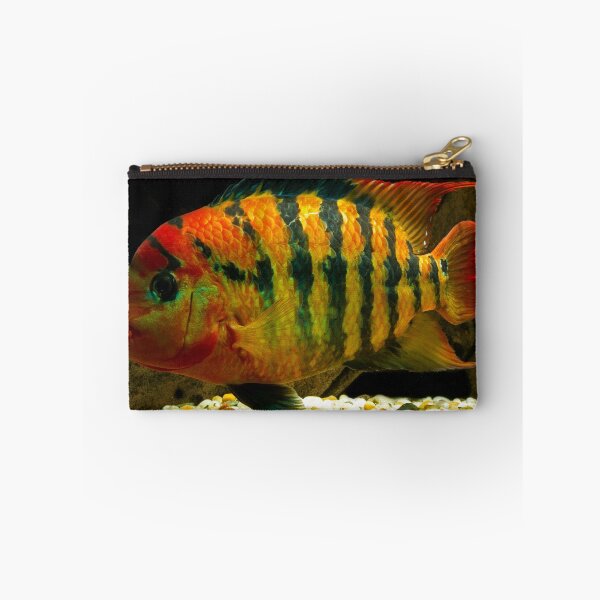 Item preview, Red Terror - Cichlasoma festae - female designed and sold by bidkev1.