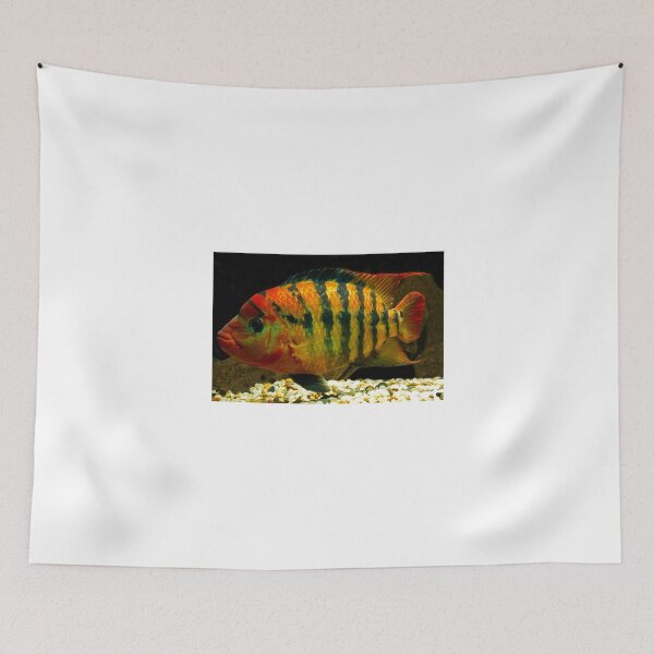 Item preview, Red Terror - Cichlasoma festae - female designed and sold by bidkev1.