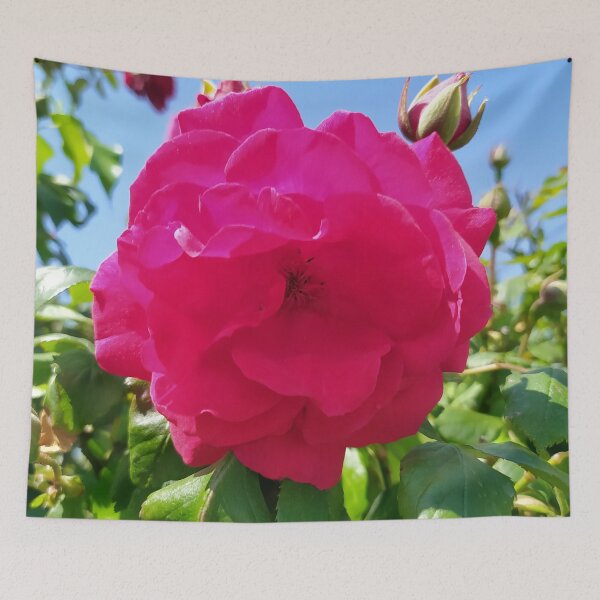 Item preview, Magenta Rose designed and sold by PressTees.