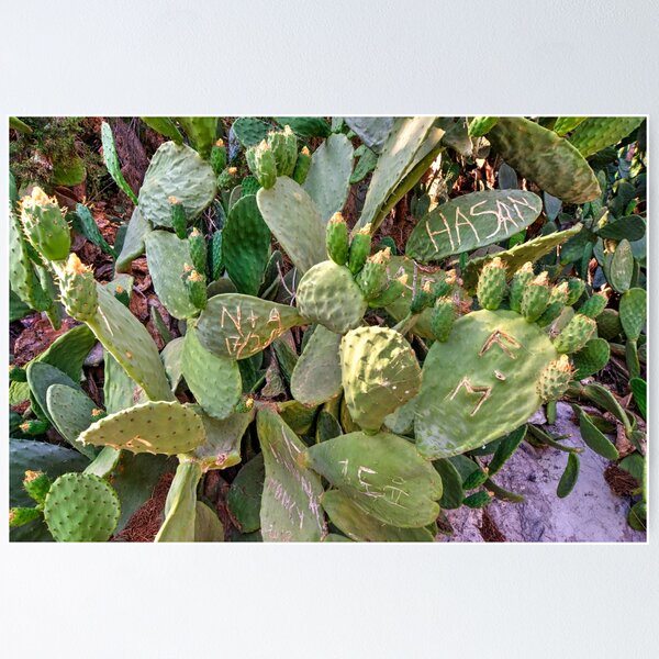 Item preview, Urban Cacti  designed and sold by hawkie.