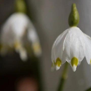 Artwork thumbnail, Spring Snowflake by Calidris Fotografie Steffi & Ben Köppler