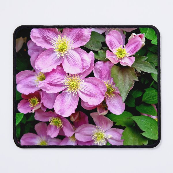 Item preview, Pink Clematis designed and sold by S-and-W-4ever.